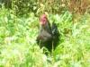 Visite  la ferme avec un goter