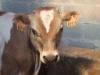 Visite  la ferme avec un goter