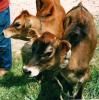 Visite  la ferme avec un goter