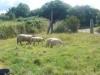 Visite  la ferme avec un goter