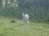 Visite  la ferme avec un goter